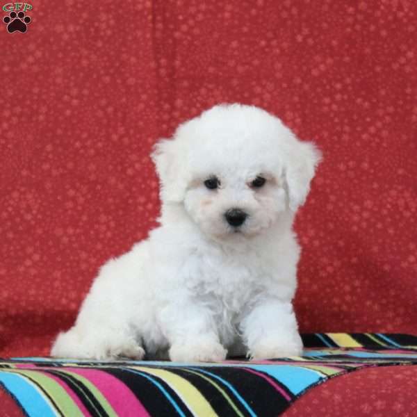 Walleye, Bichon Frise Puppy